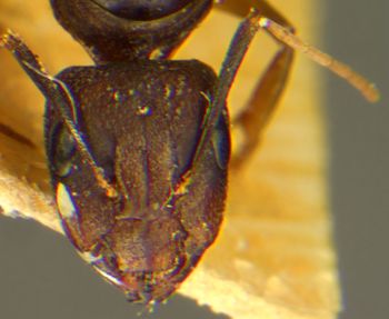 Media type: image; Entomology 21490   Aspect: head frontal view